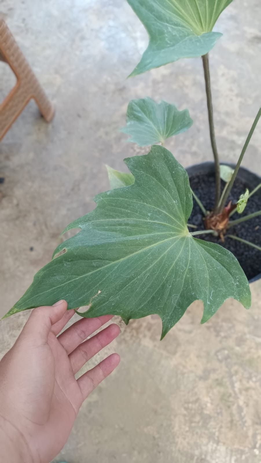 Anthurium Butterfly Exuador Large Rare Tropical Plant