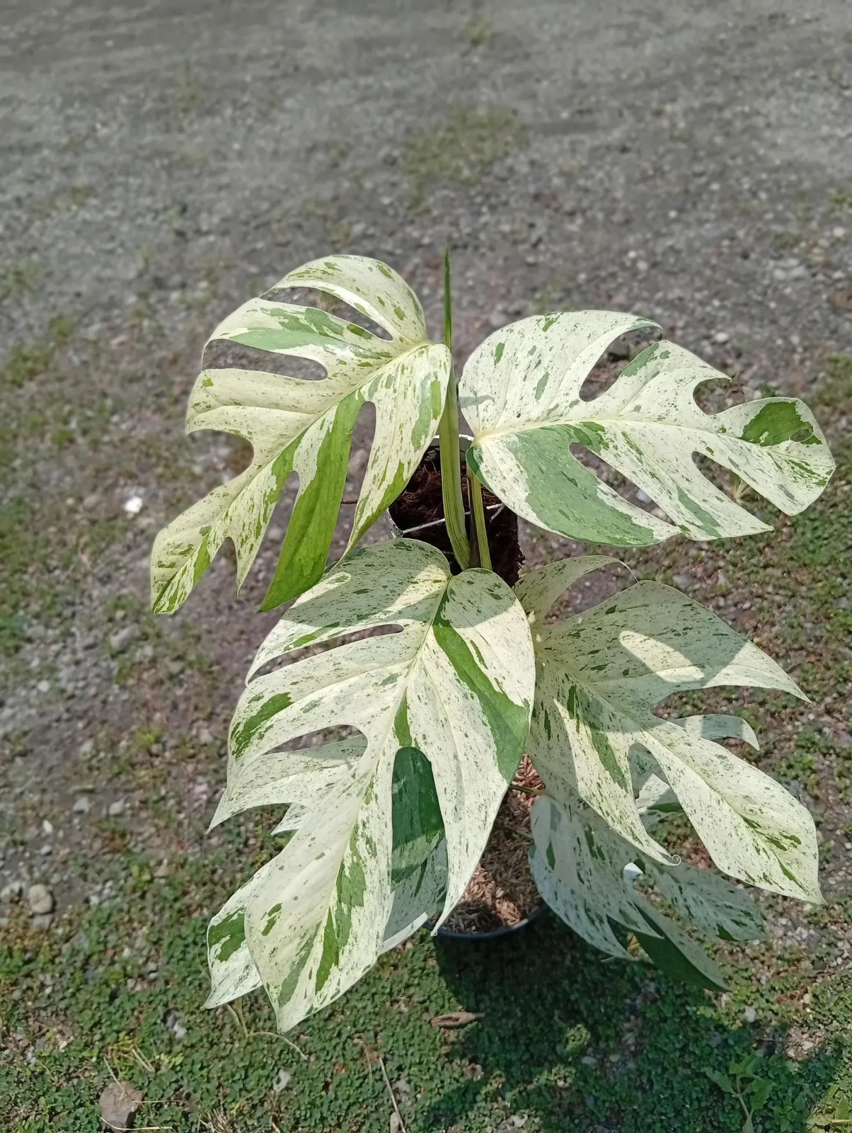 Real Picture Epipremnum Pinnatum Marble Variegated Lush Leaves