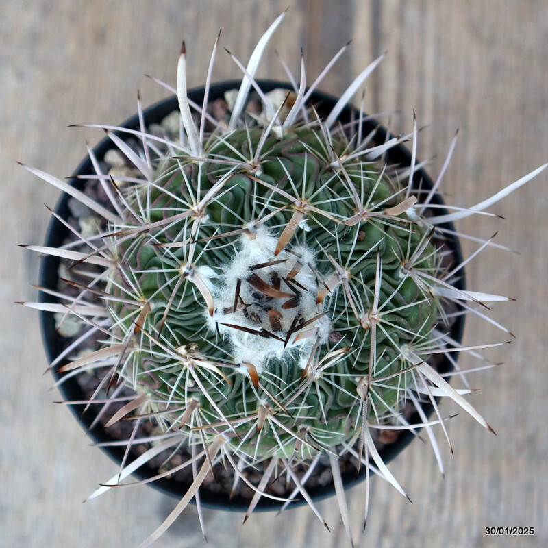 A8137 ECHINOFOSSULOCACTUS LAMELLOSUS pot10-H9-W8,5 cm MaMa Cactus