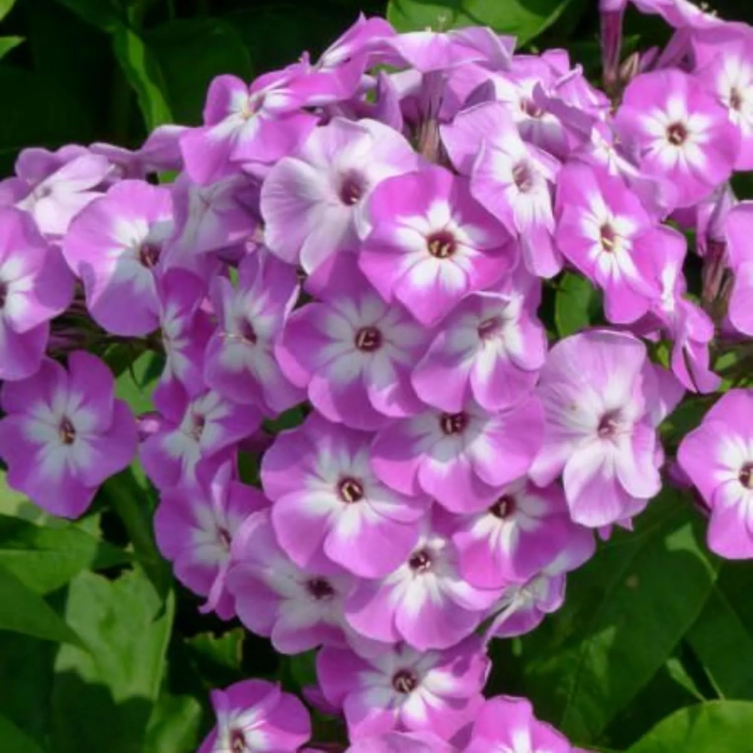 1000+ Phlox Seeds for Planting – Phlox Popstars Seeds Perennial Ground Cover Pla