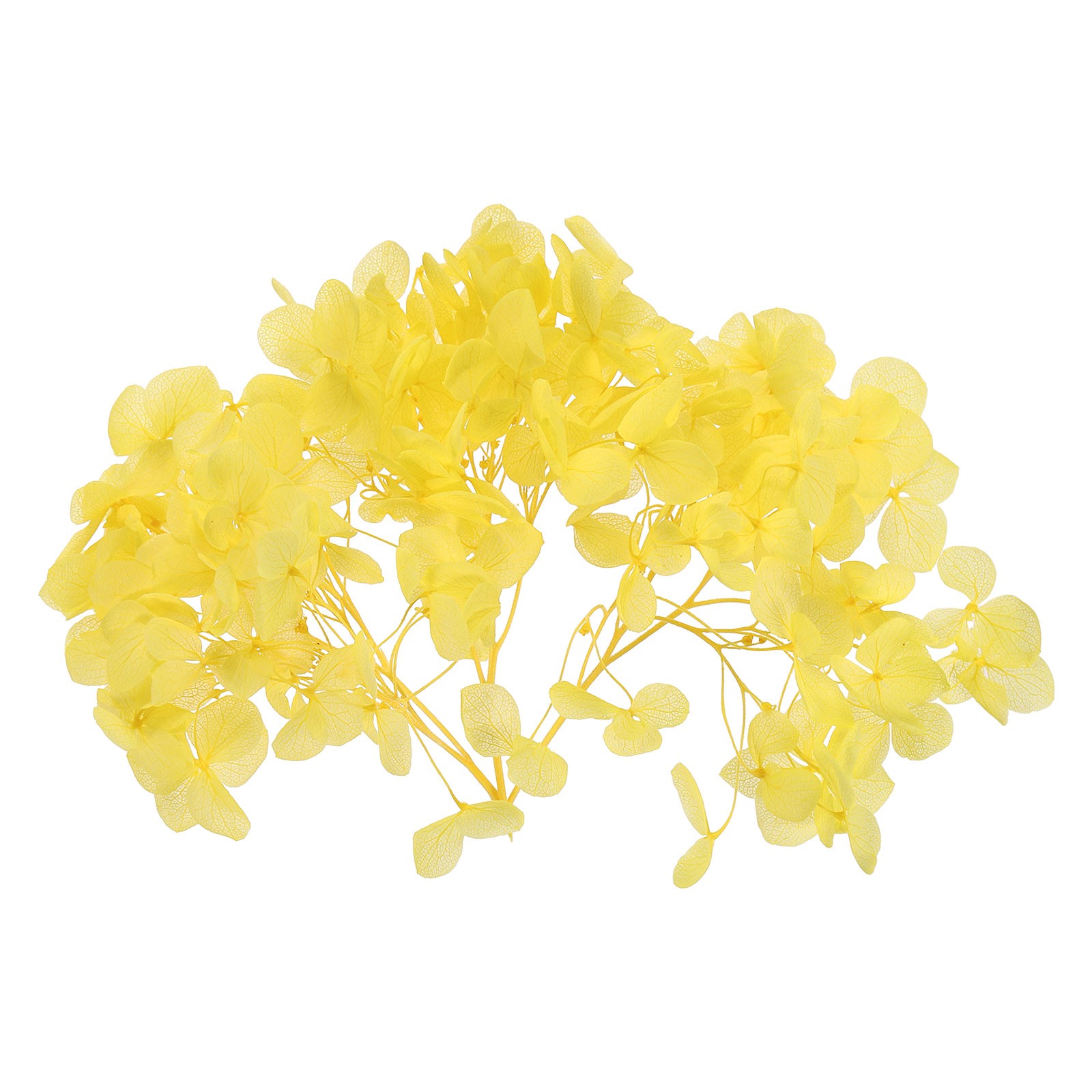 10g Mini Dried Hydrangea Flower Natural Pressed Flower Real Hydrangeas Yellow