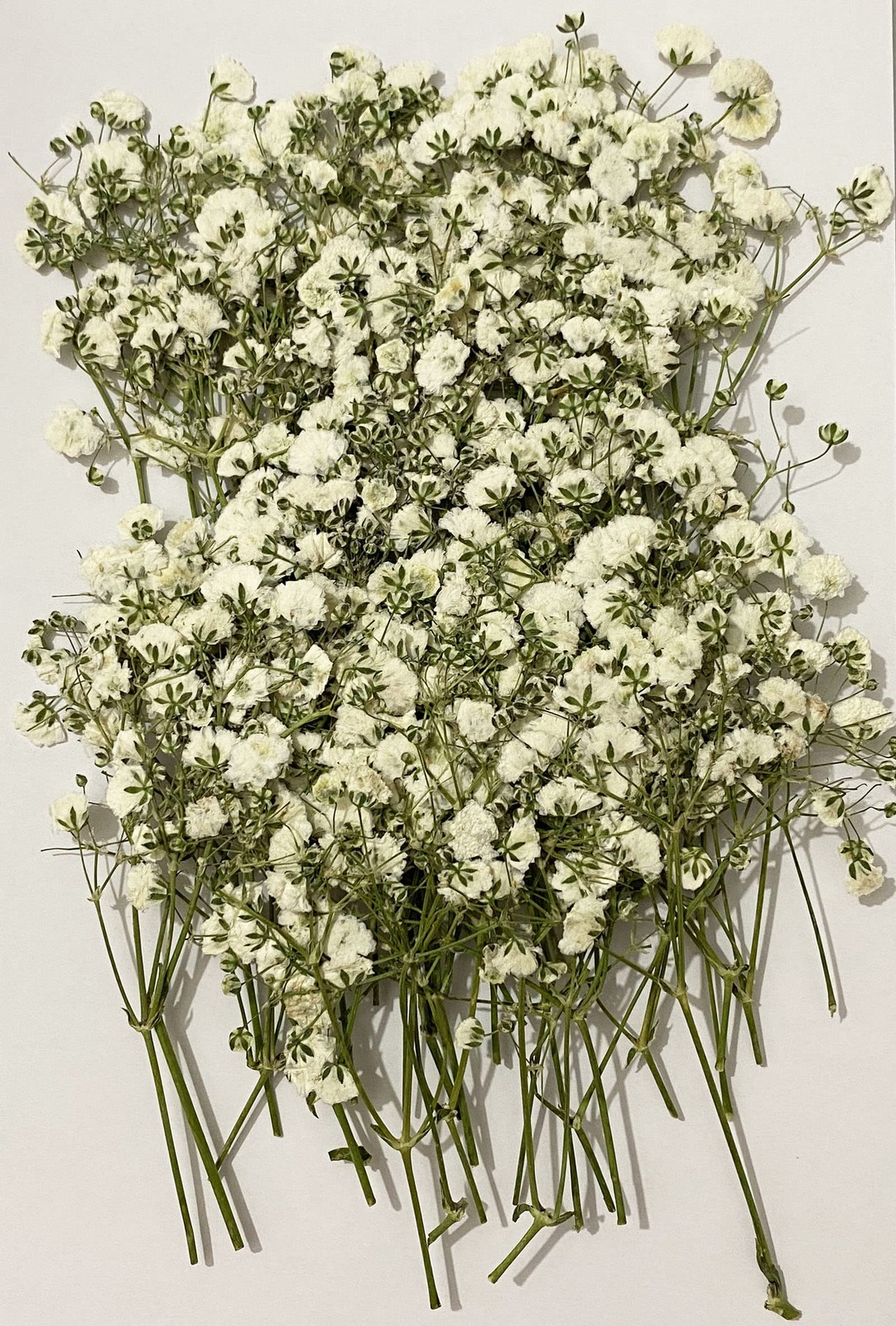 Pressed White Flowers, 50PCS Natural Dried, DIY Christmas Ornaments