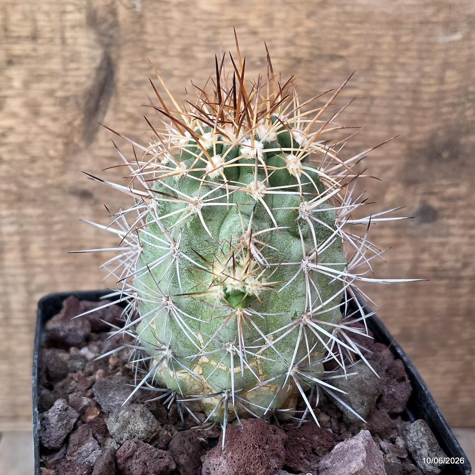 D3430 COPIAPOA MULTICOLOR KK1394 pot12-H11-W7,5 cm MaMa Cactus