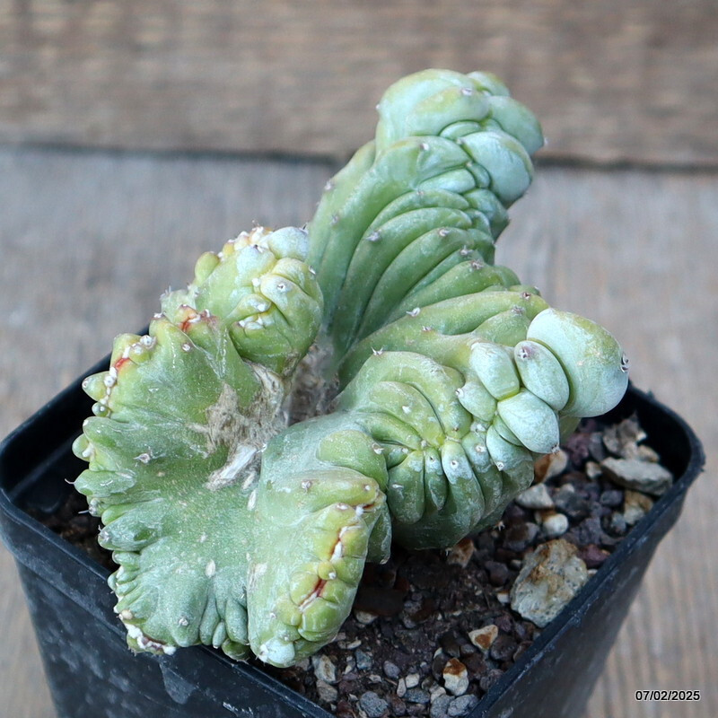 D1494 MYRTILLOCACTUS GEOMETRIZANS STRICTUS pot 9 cm H 6 cm W 10 cm MaMa Cactus