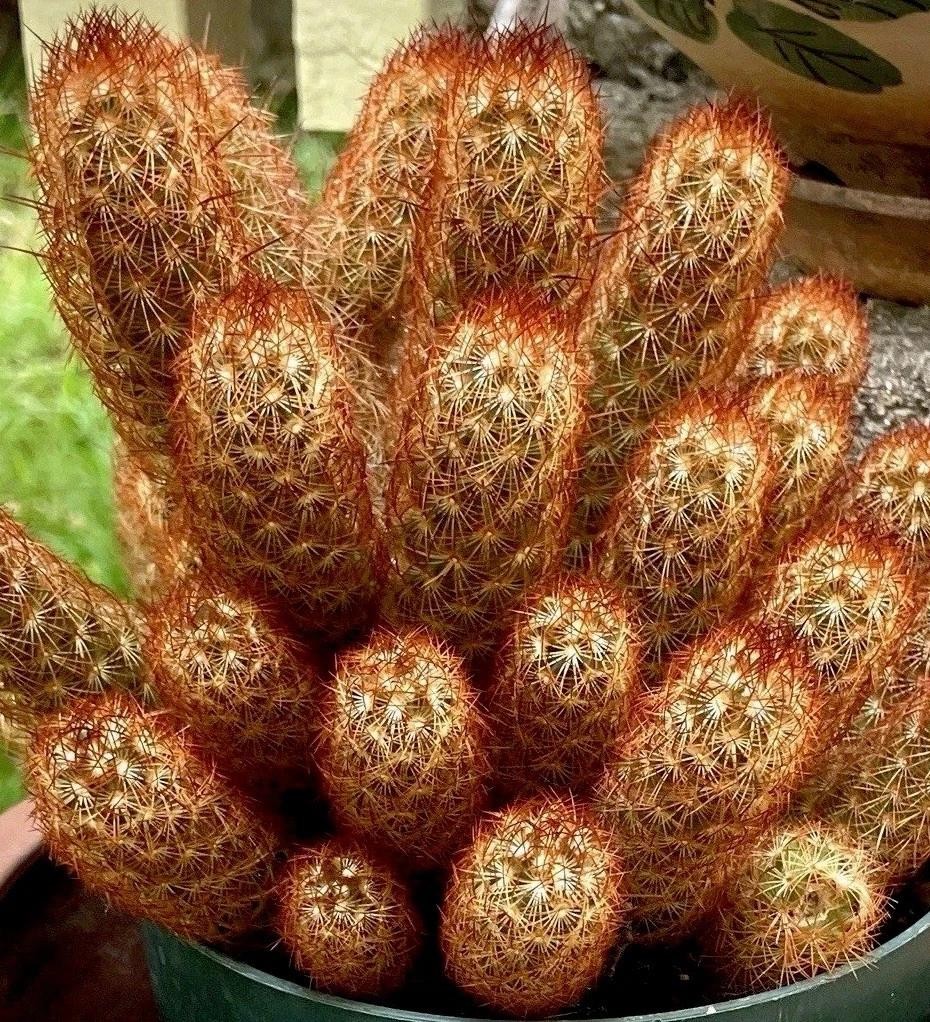 Mammillaria Elongata Lady Finger Live Cactus Copper King, Plants Rare Plants US