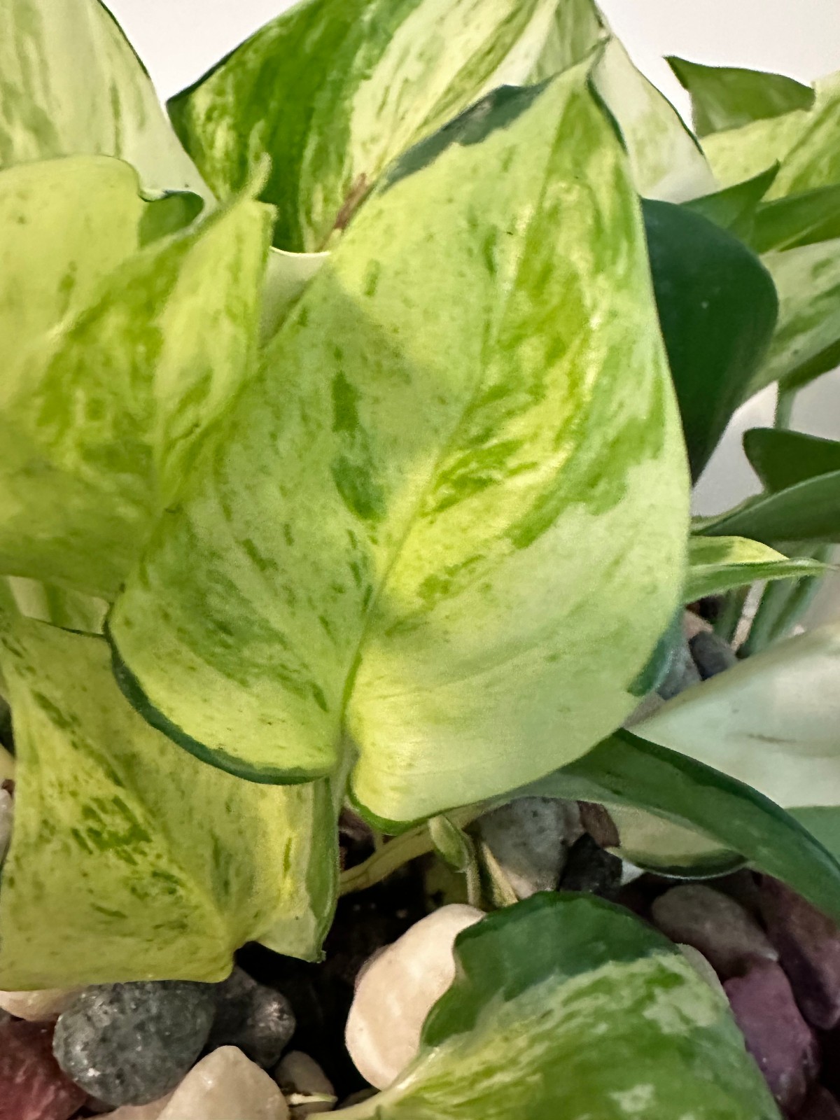 Marble Queen Pothos Cutting Live Plant Unrooted Epipremnum Aureum Cutting