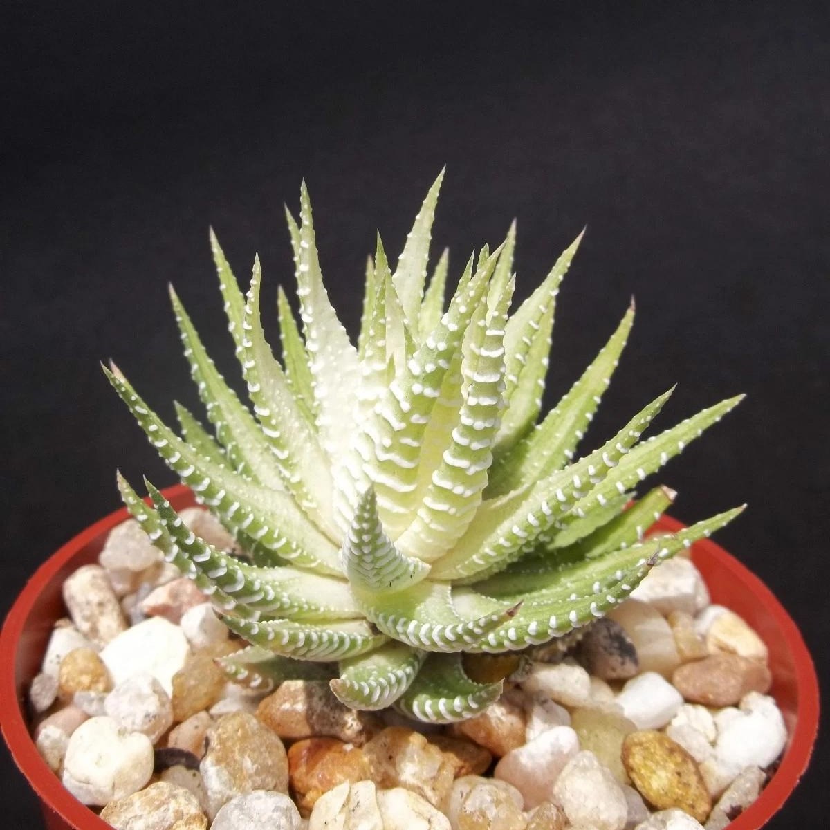 Haworthia Fasciata Attenuata Rare Succulent Plant Exotic Cactus Rare Plant