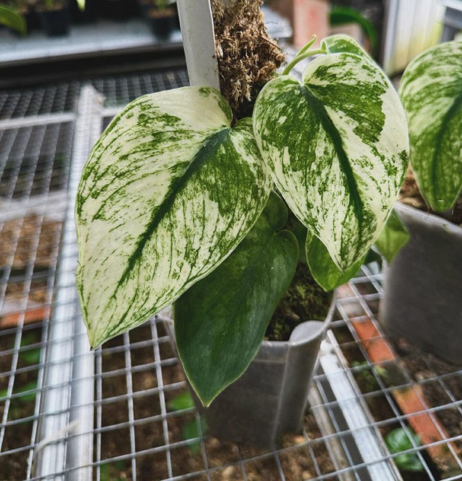 Scindapsus Sparkling Borneo Variegated Rare Plant Shimmering Silver Variegation