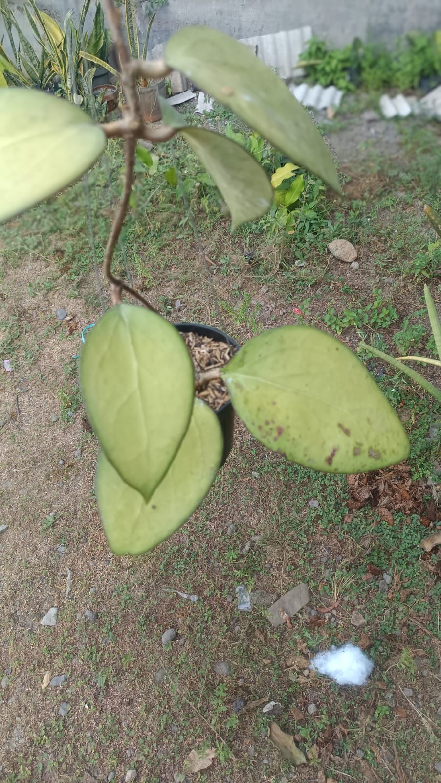 Real Picture Hoya Ampel Gading Boemi Jawir Big Leaves