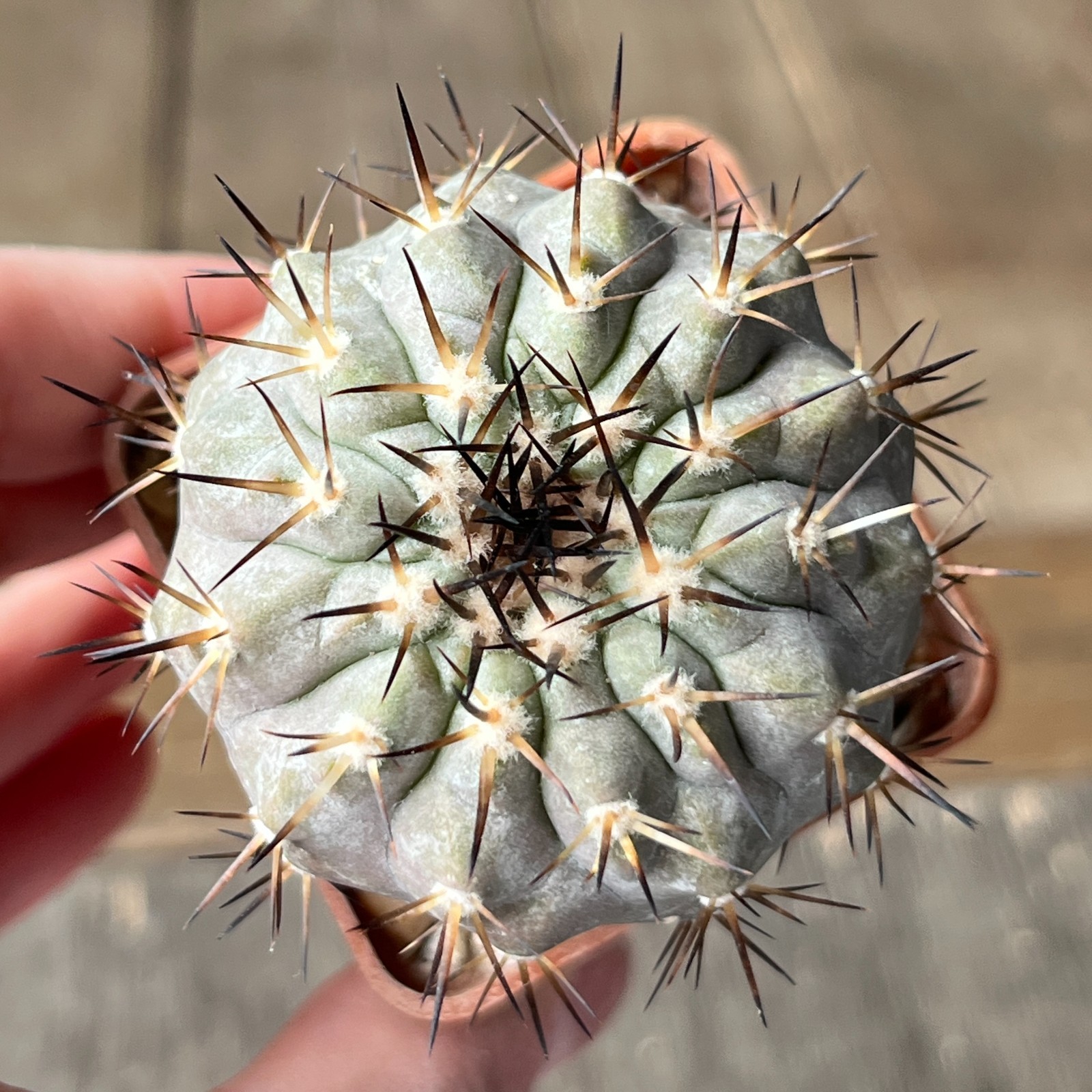 A28-1380 Copiapoa cinerea, HR1024, El Griton, Black spine, dark body, white coat
