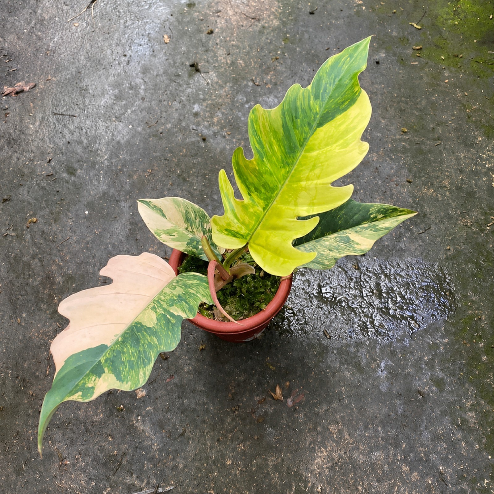 Philodendron Caramel Marble Variegated Rare Aroid Plant Exotic Indoor
