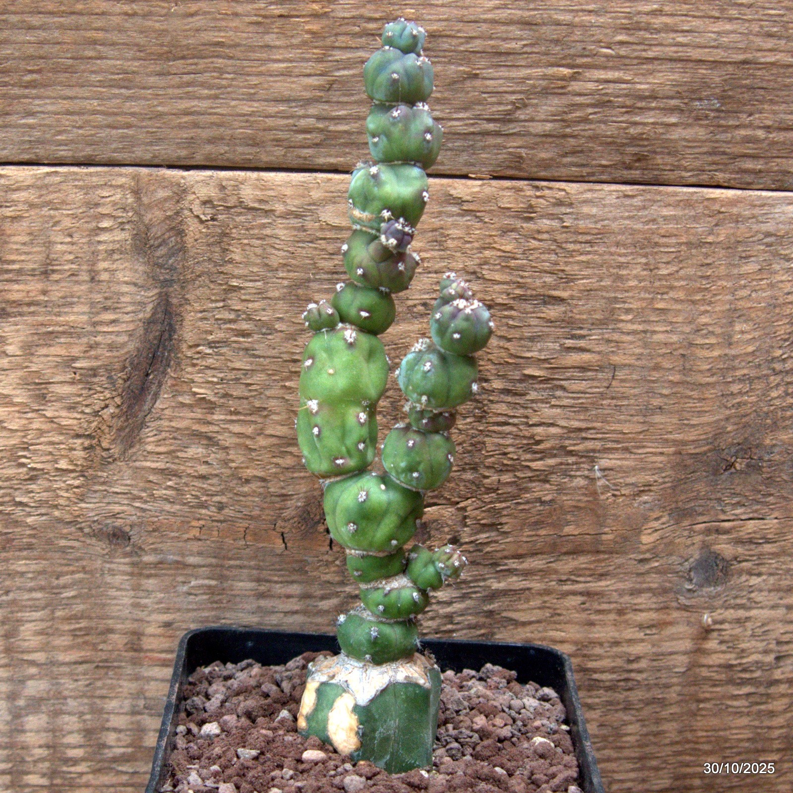 D7232 MYRTILLOCACTUS GEOMETRIZANS STACKER MONSTER GRAFT. pot10-H17-W5 cm MaMa Ca