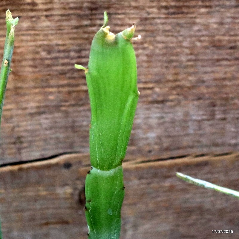 D5338 EUPHORBIA SP. pot14-H40-W34 cm MaMa Cactus