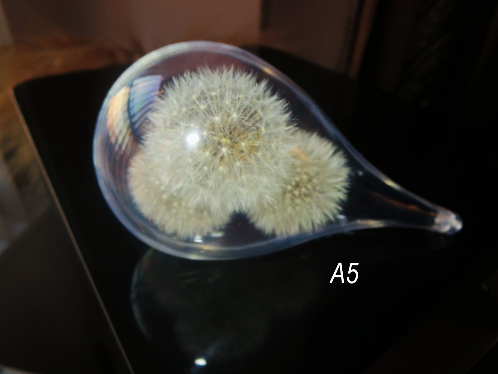 Dried Dandelion Art Dandelion Flower For Craft Dried Flowers decor Dandelions