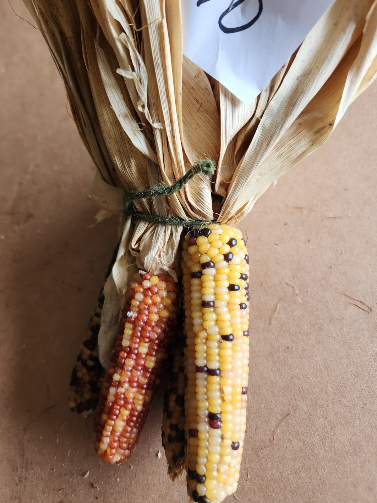 Mini Indian Corn, Approx 5″ Long – Thanksgiving, Fall, Decor, Small #10