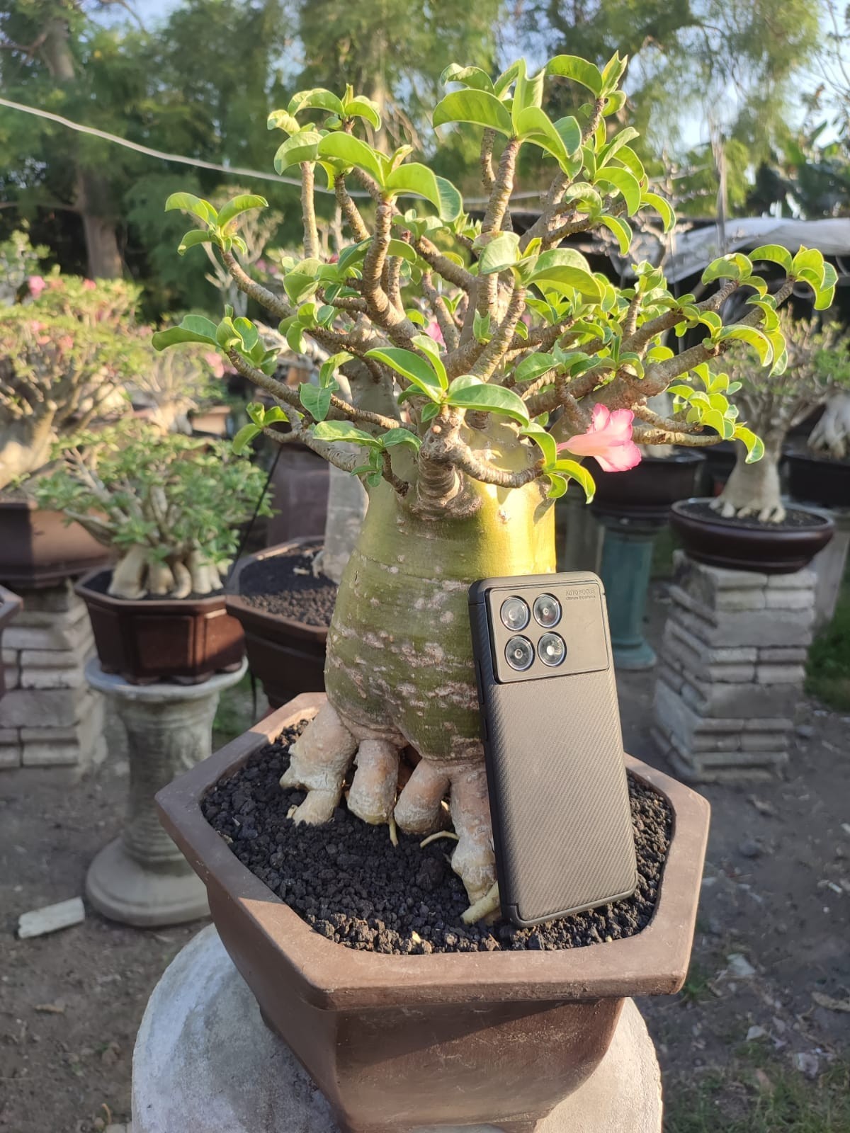 Adenium bonsai Long Coudex golden roots desert rose