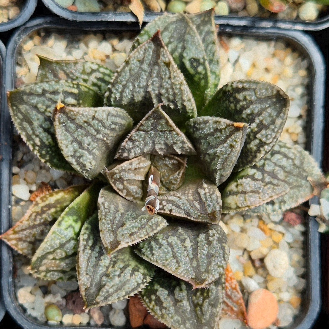 Haworthia splendens x ‘Kegazato’ x’Yulia’ clon2 10seeds 2025 year
