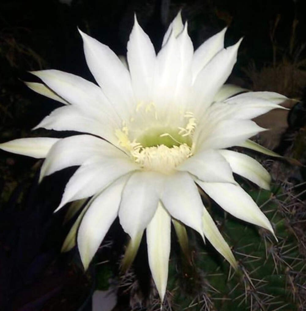 Echinopsis arebaloi 10 SEEDS – Arebalo’s hedgehog cactus | Arebalo’s Echinopsis