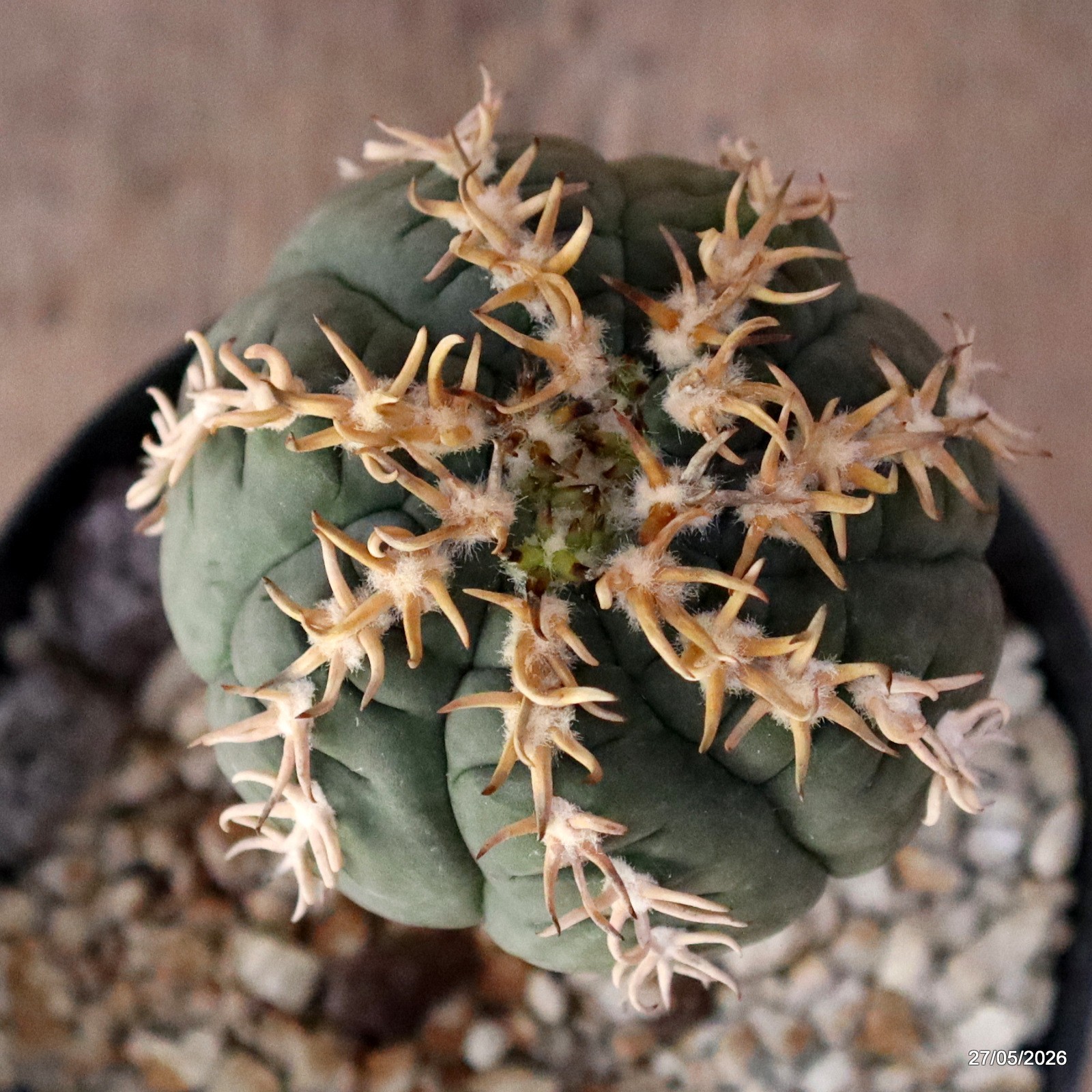 D4136 GYMNOCALYCIUM SPEGAZZINII V. UNGUISPINUM GRAFT pot14-H13-W8 cm MaMa Cactus