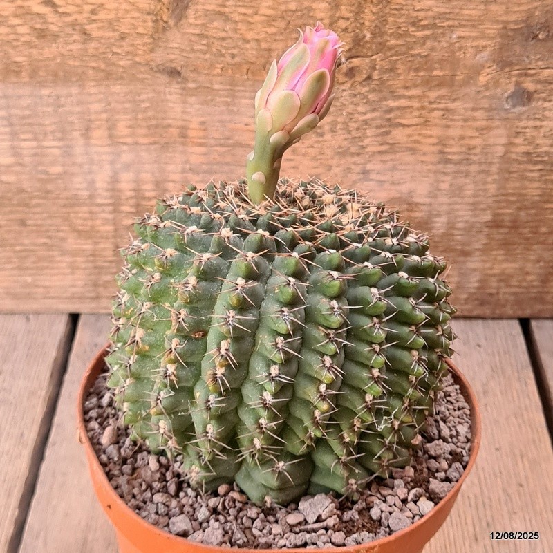 D5905 GYMNOCALYCIUM BALDIANUM OLD pot14-H11-W12 cm MaMa Cactus