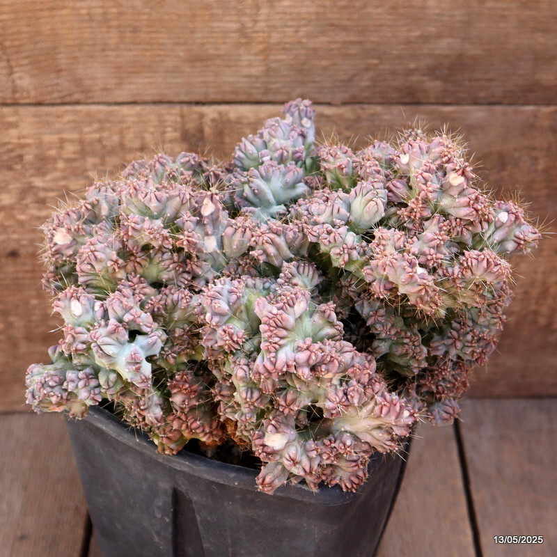 D4094 MYRTILLOCACTUS GEOMETRIZANS STRICTUS pot15-H20-W25 cm MaMa Cactus