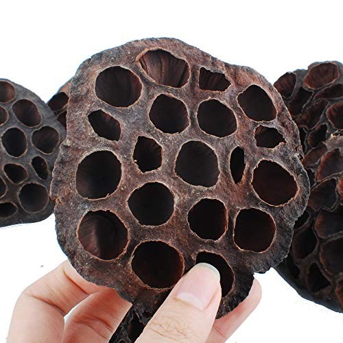 10PCS Dried Brown Lotus Pods – Natural Decor, No Seeds or Stems, 8-10CM