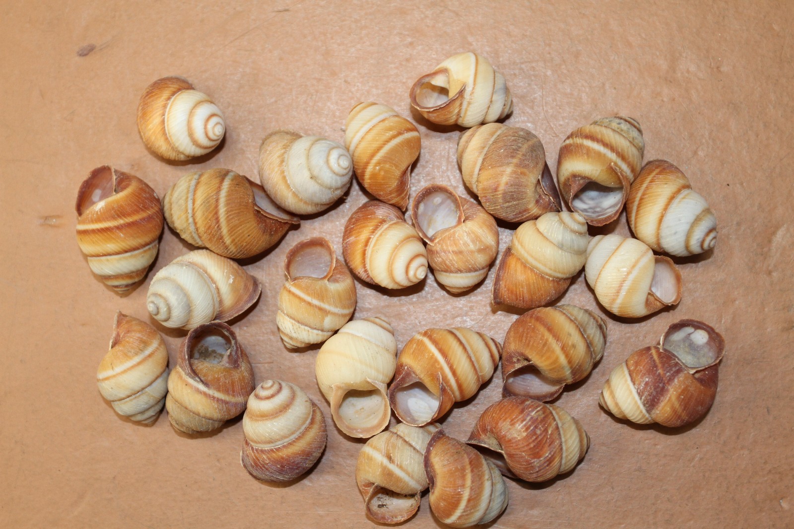 BROWN LAND SNAILS,Craft Supply,Mosaic projects, Beach Decor,Beach Art,SS-588