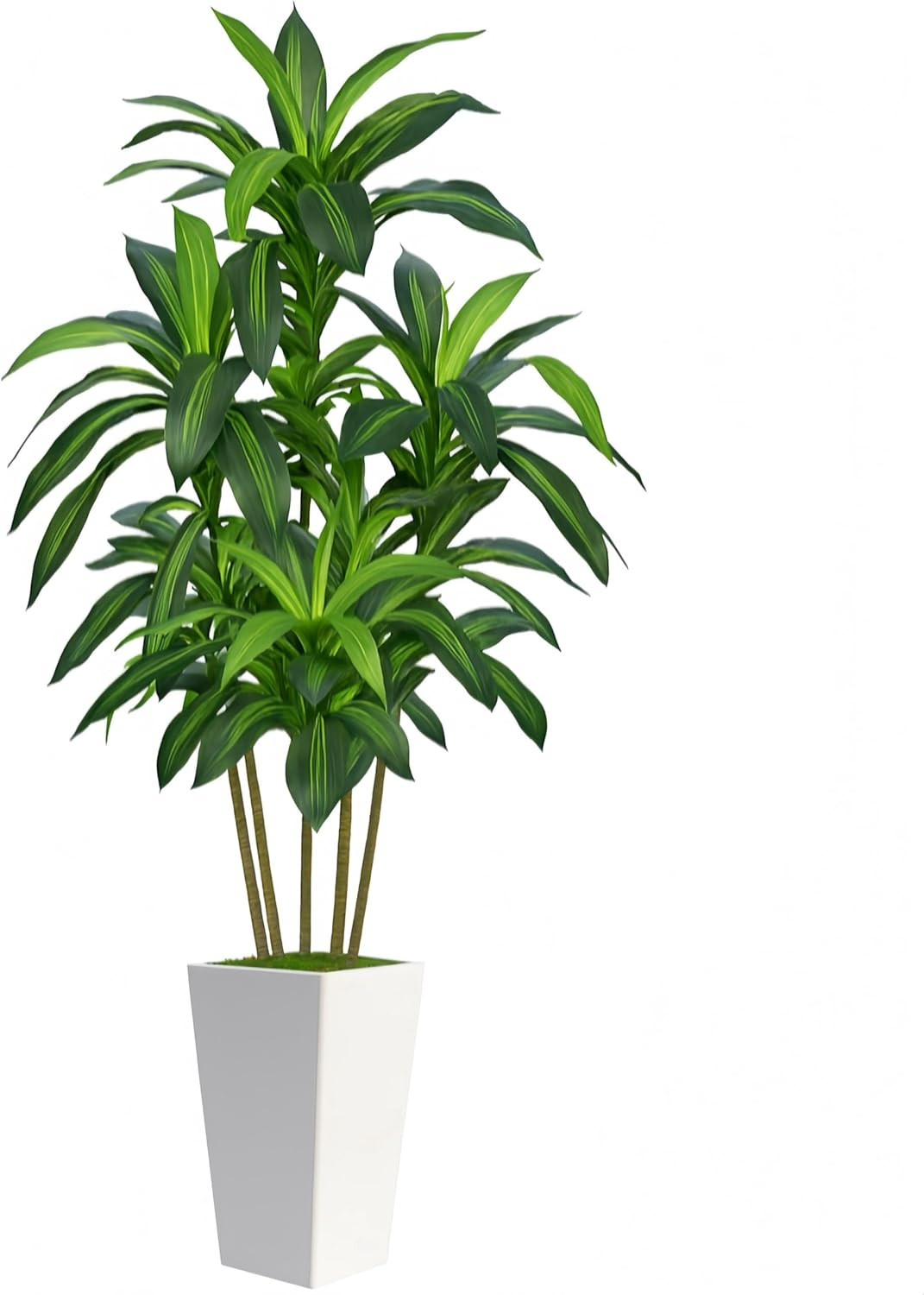 7FT Artificial Dracaena Tree with White Planter for Home & Office Decor