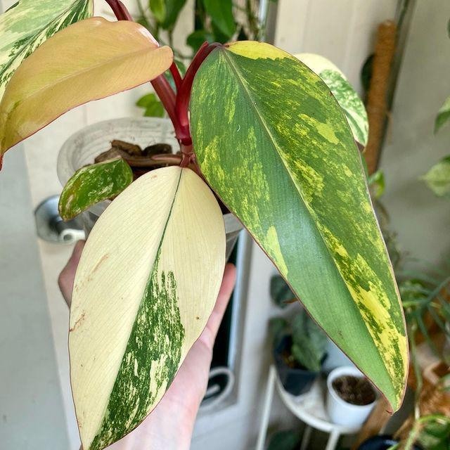 Philodendron Strawberry Shake Variegated – Mint Marble Live Plant Grow in Pot