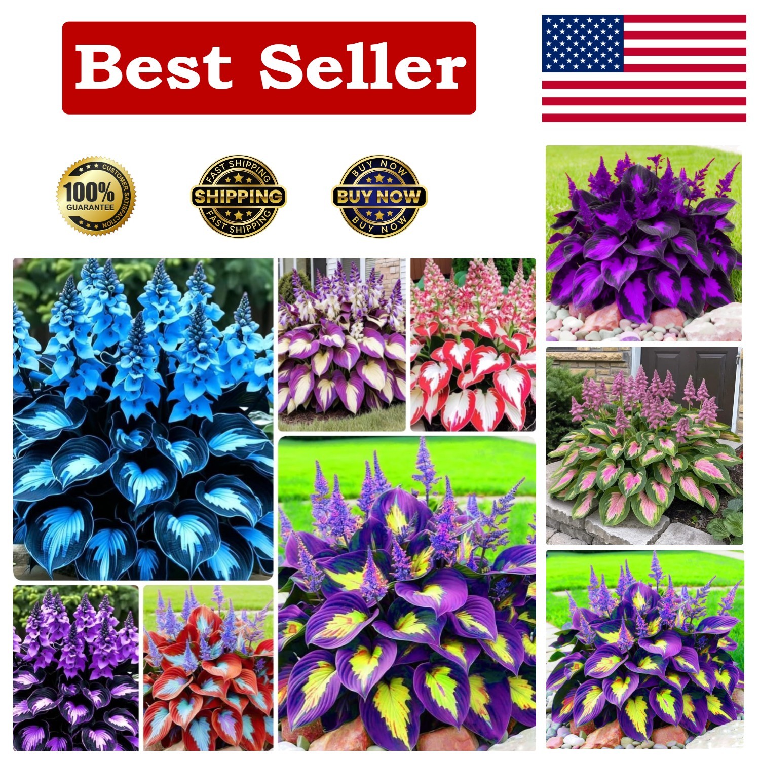 Hosta Shade Garden Seeds 210pcs– Decorative Foliage Plants – Ideal for Gifts