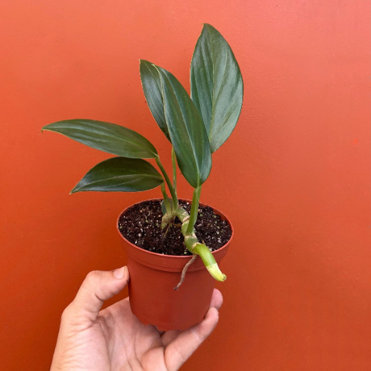 Dragon Tail Rhaphidophora in 4″ Pot | Indoor & Outdoor Live Tropical House Plant