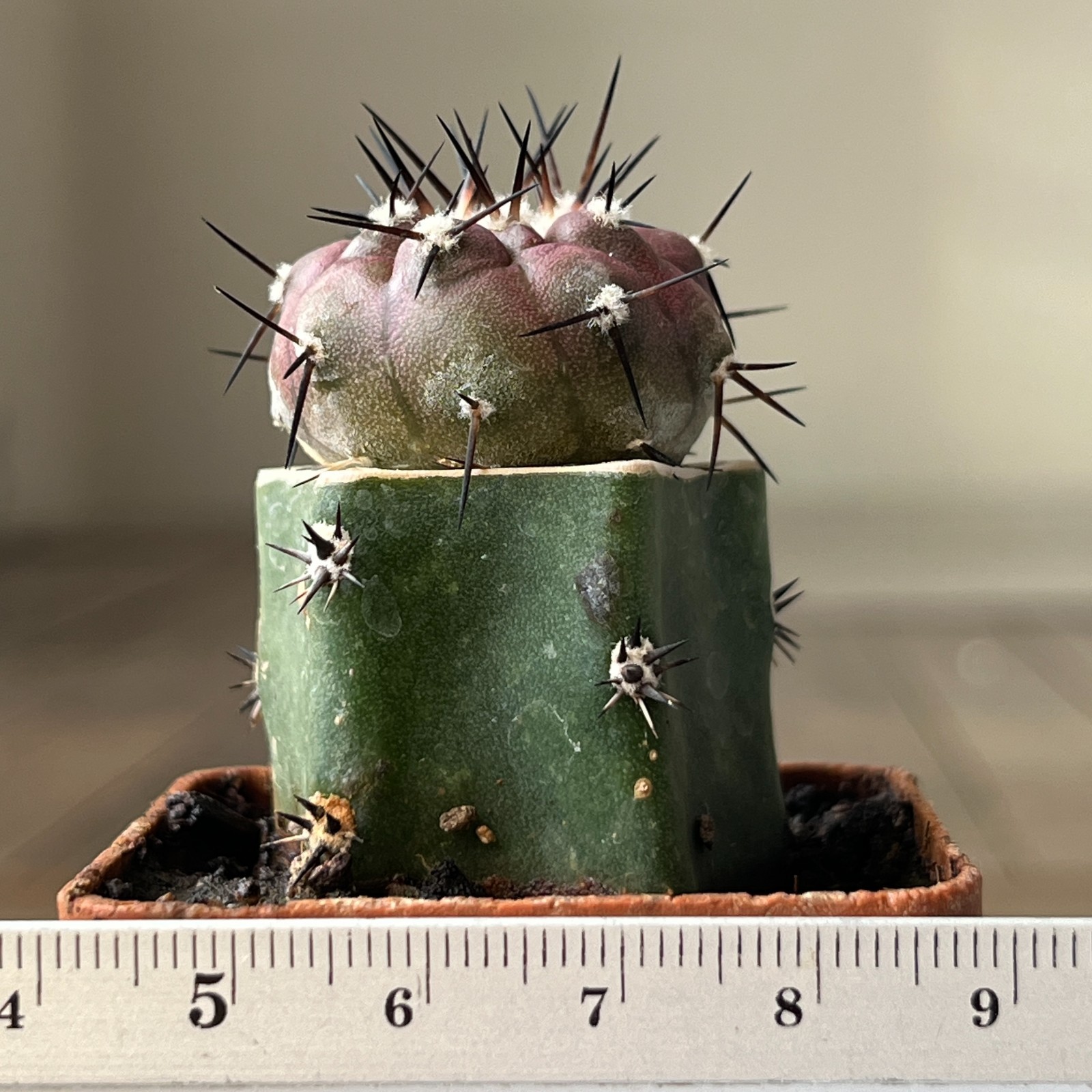 A23-1554 Copiapoa cinerea, HR1024, El Griton, Chile, grafted