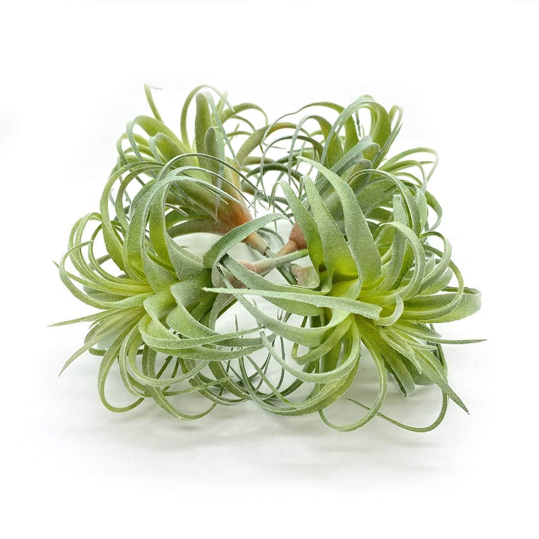 4 Pack Artificial Air Plants Flocked Tillandsia Bromeliads Terrarium Decor