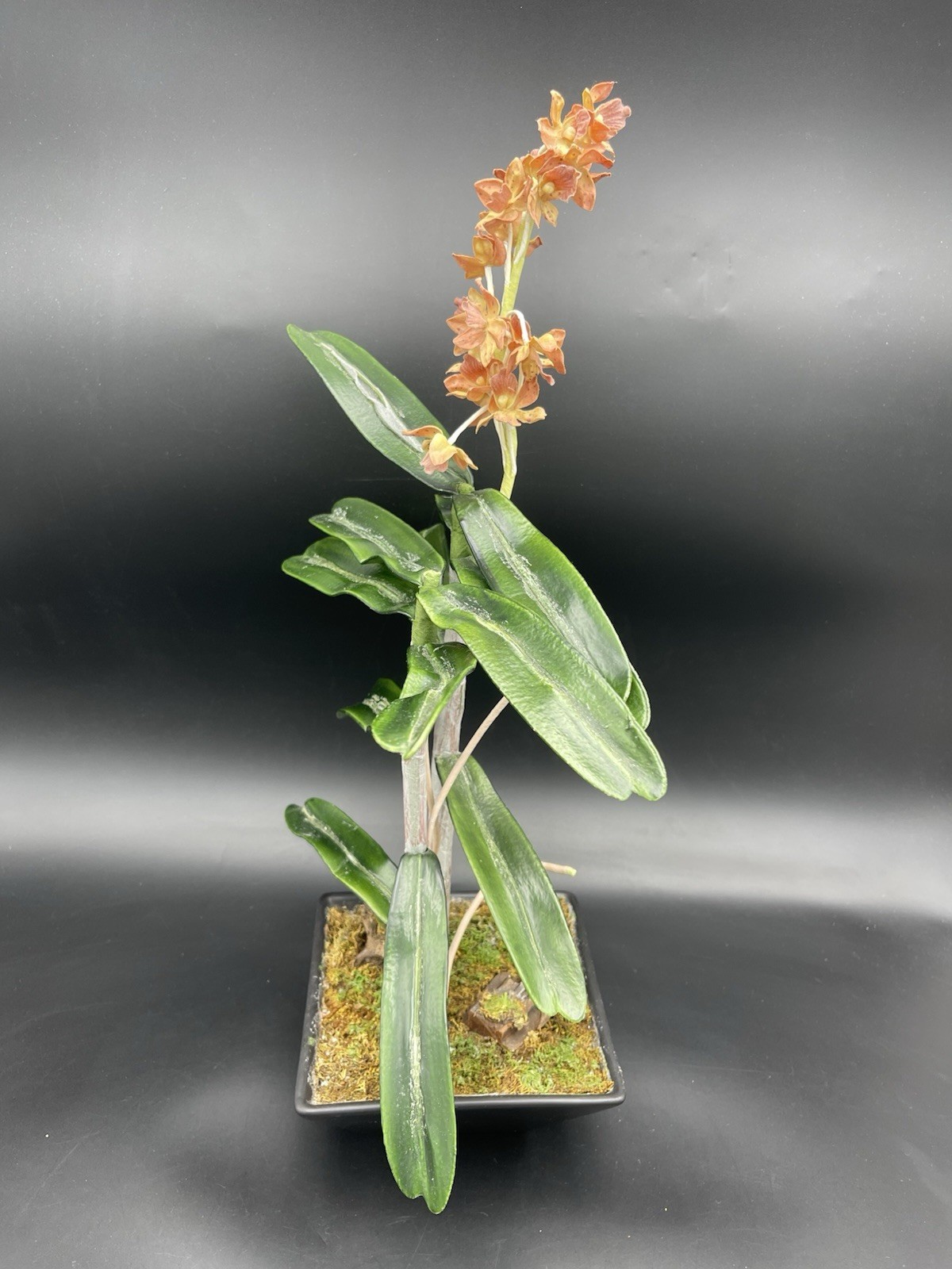 19″ Faux Orange Orchid Green Leaves Roots in Black Ceramic Pot