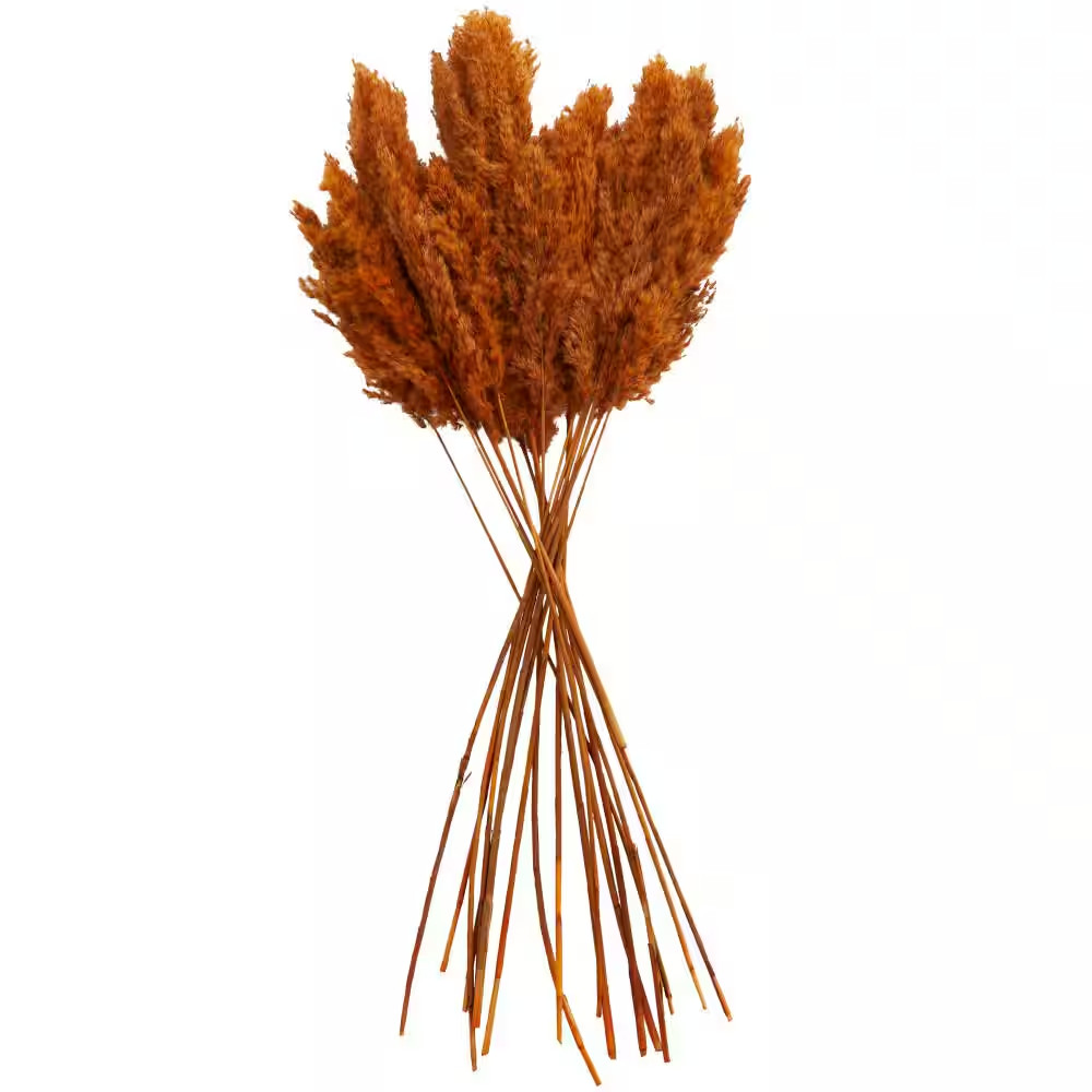 35 In. Pampas Natural Foliage with Long Stems (1 Bundle)