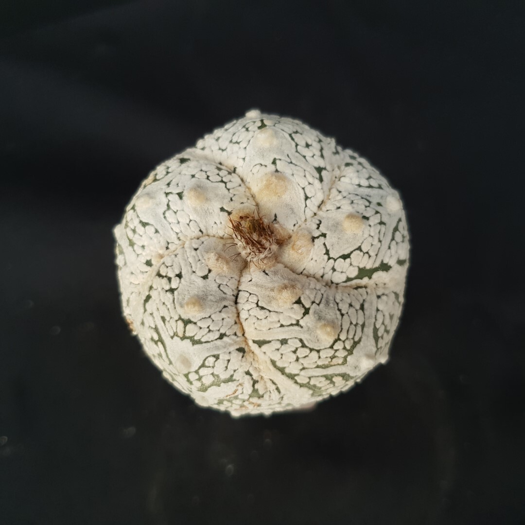 Astrophytum asterias ‘SUPER KABUTO’ seedling, seedgrown
