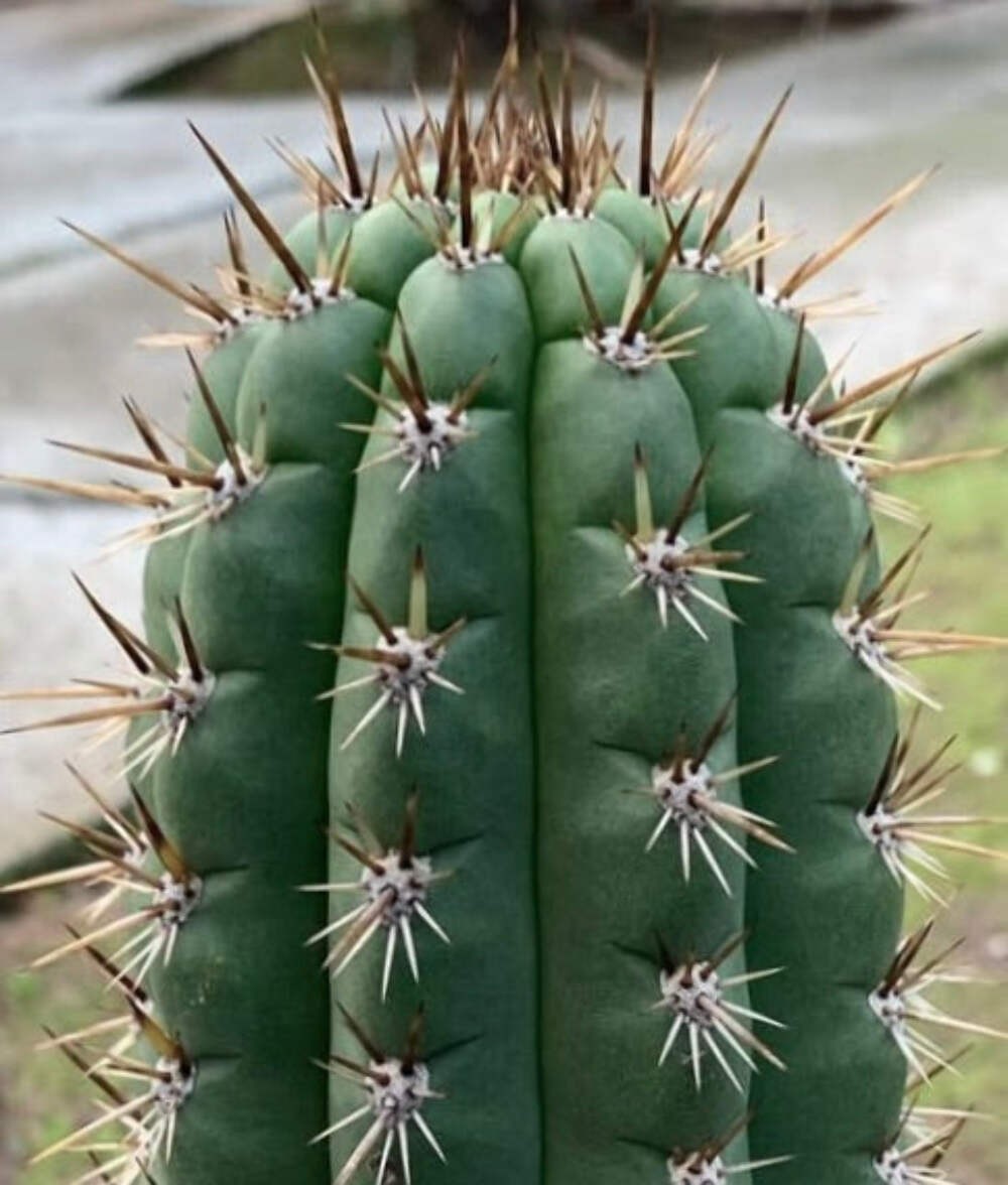 Echinopsis frankii R63 10000 SEEDS – Frank’s hedgehog cactus | Echinopsis franki