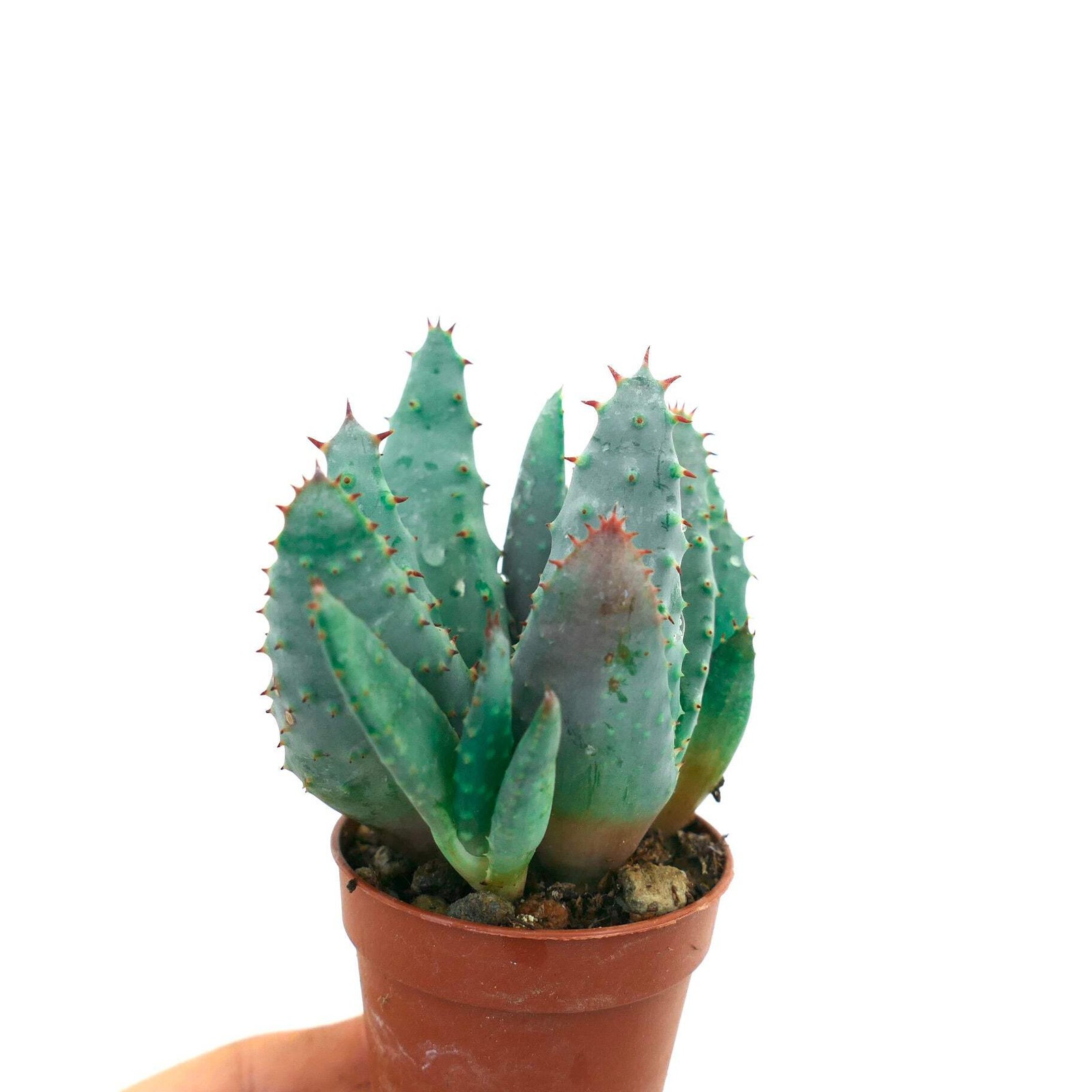 Aloe spectabilis BLUE FORM full pot SS9T – Spectacular aloe | Aloe spectabilis