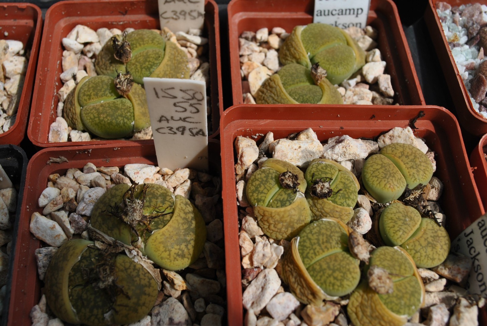 Lithops aucampiae Jackson’s Jade C395A MG1550.55 seeds 50 pcs