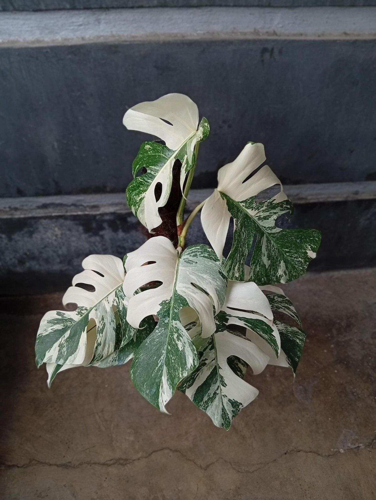 Real Picture Monstera White Tiger Variegated Big Size Rare Plant