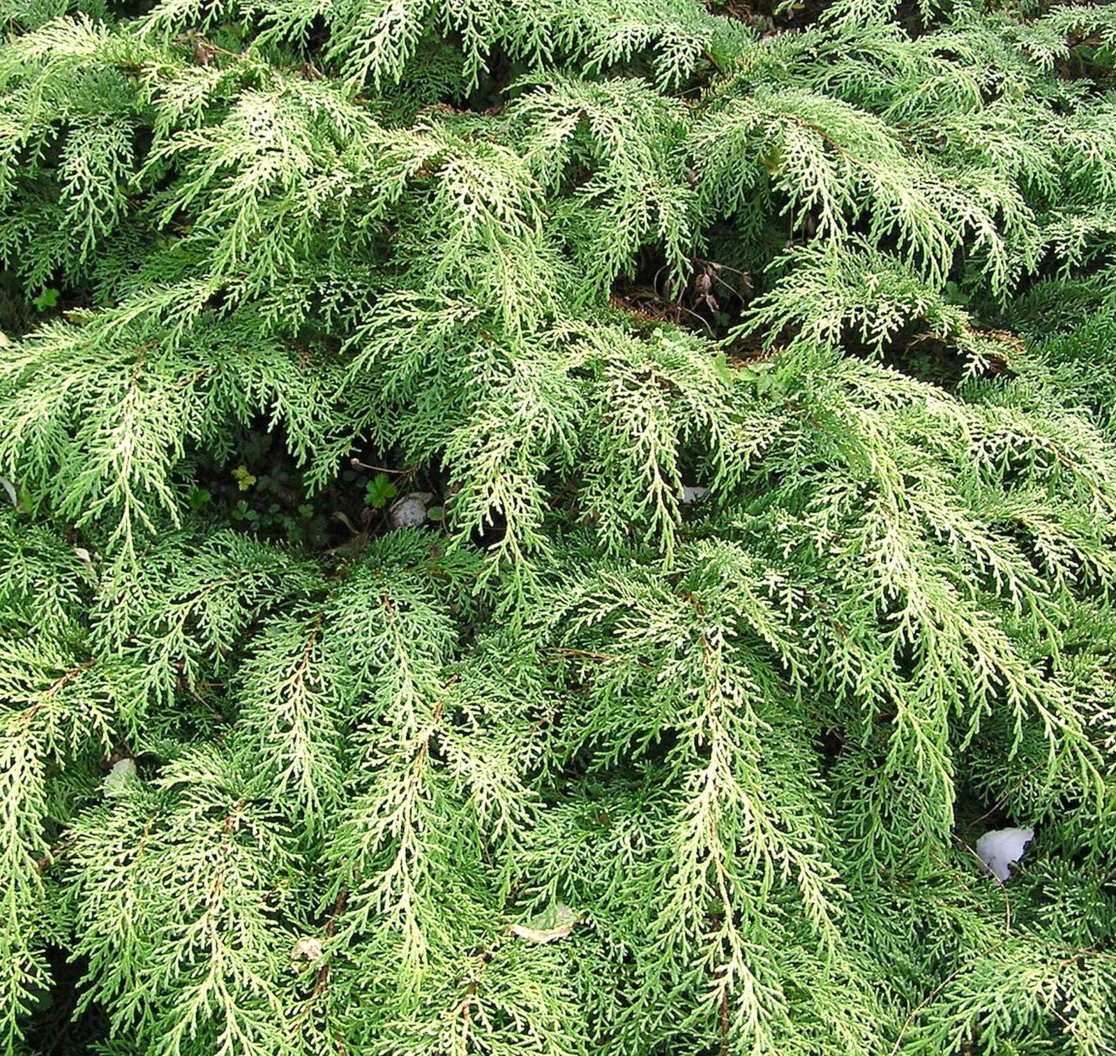 Microbiota decussata – Siberian carpet cypress