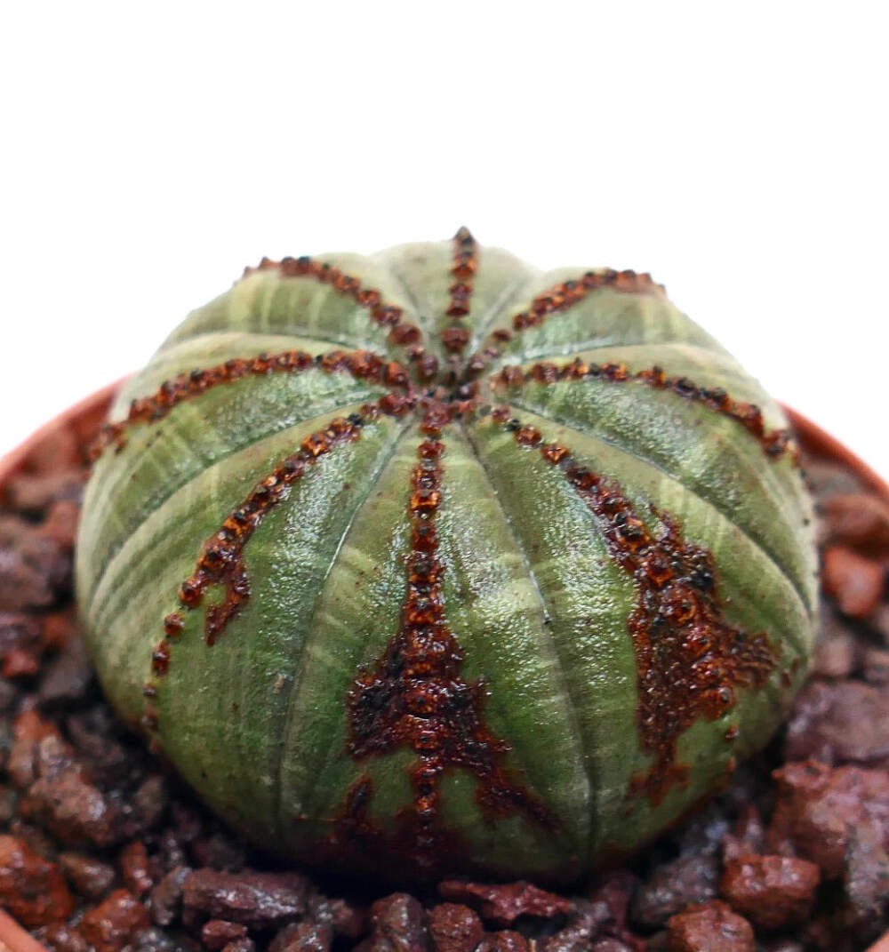 Euphorbia obesa GREEN ELEGANT BROWN ARROWS MG1344 – Baseball plant | Basketball