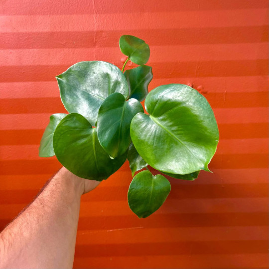 Monstera Deliciosa Tropical Split Leaf Plant in 4″ inch Pot | Indoor and Outdoor