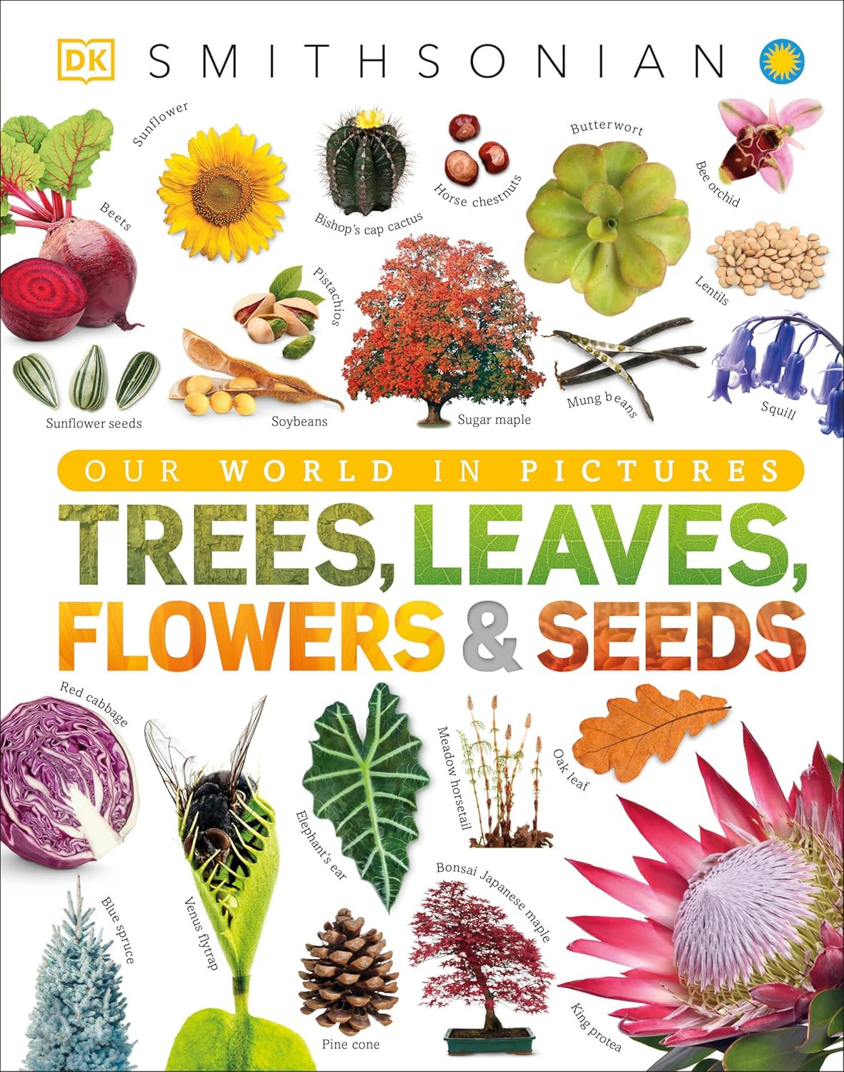 Trees, Leaves, Flowers & Seeds: a Visual Plant Encyclopedia for Kids (DK Our Wor