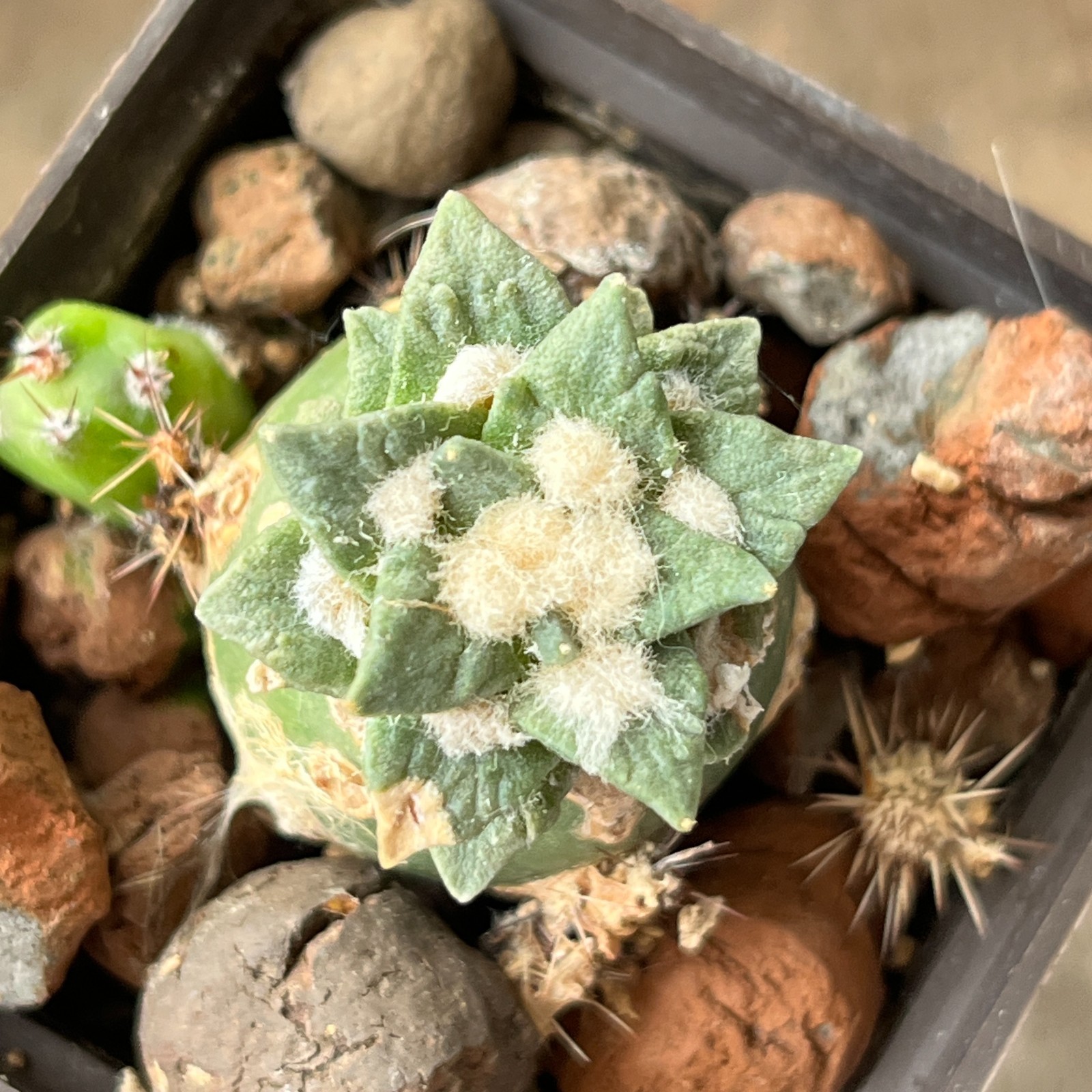 A1-956 Cactus hybr (agavoides x kotschoubeyanus), grafted