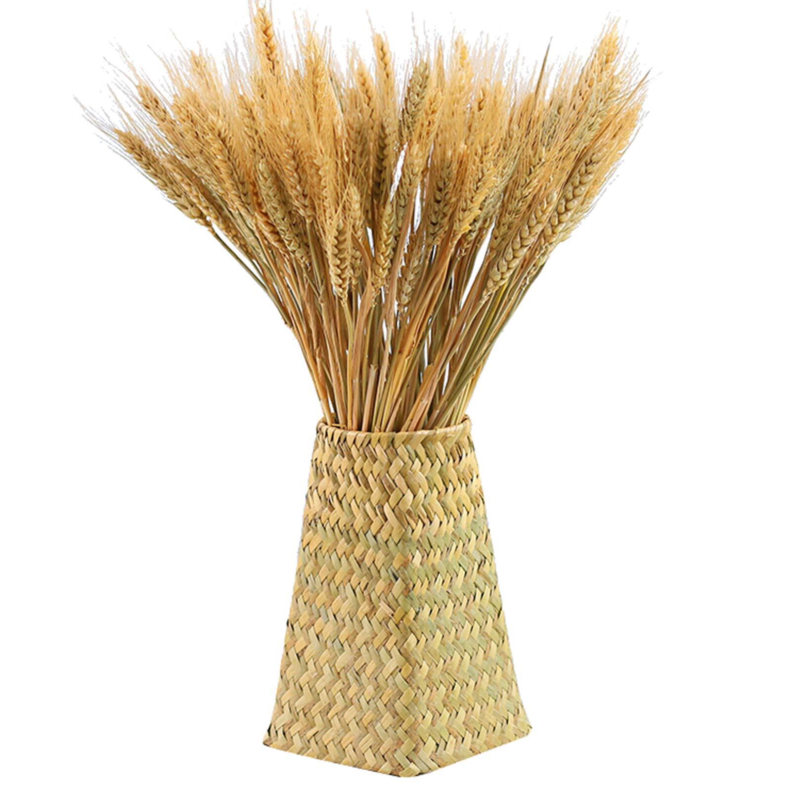 300 Stems 16 Inch Dried Wheat Sheaves, Natural Wheat Stalks Bundle Fall Arran…