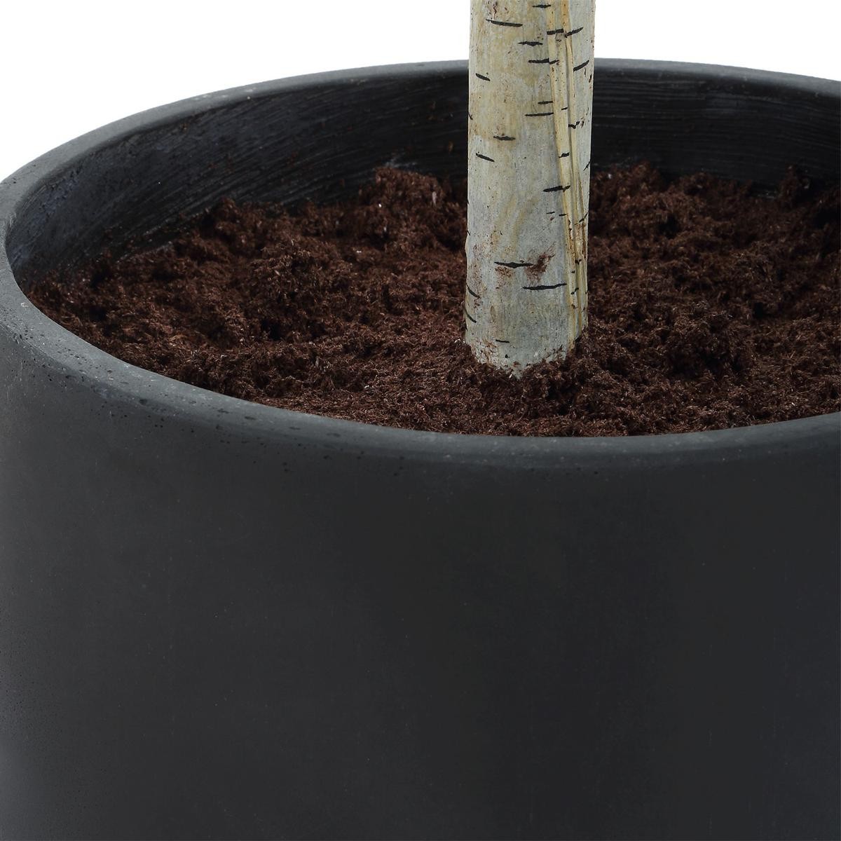 Uttermost 60263 Boreal Aged Gray and Green Potted Birch Tree