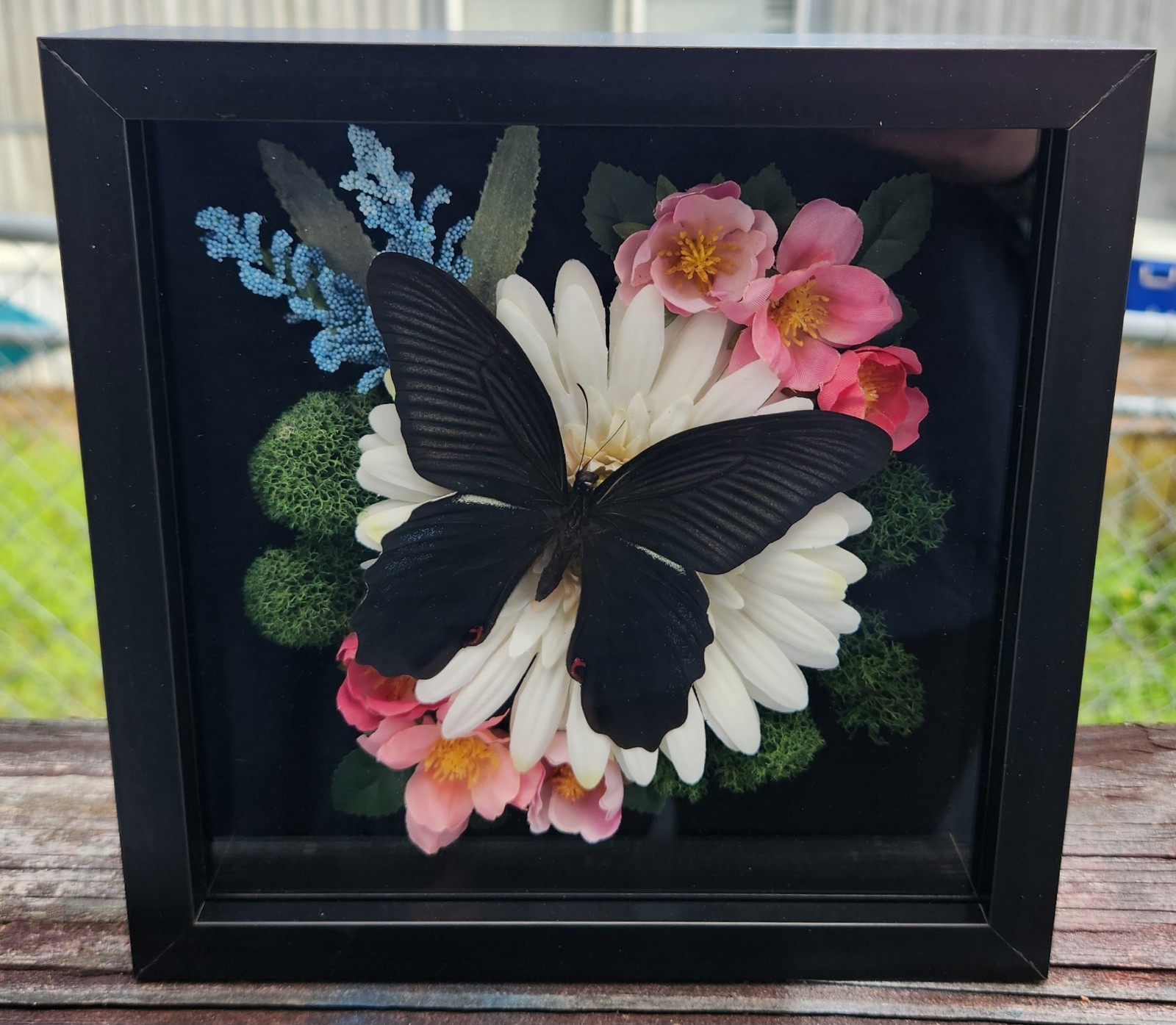 Black Male Swallowtail Butterfly Mounted