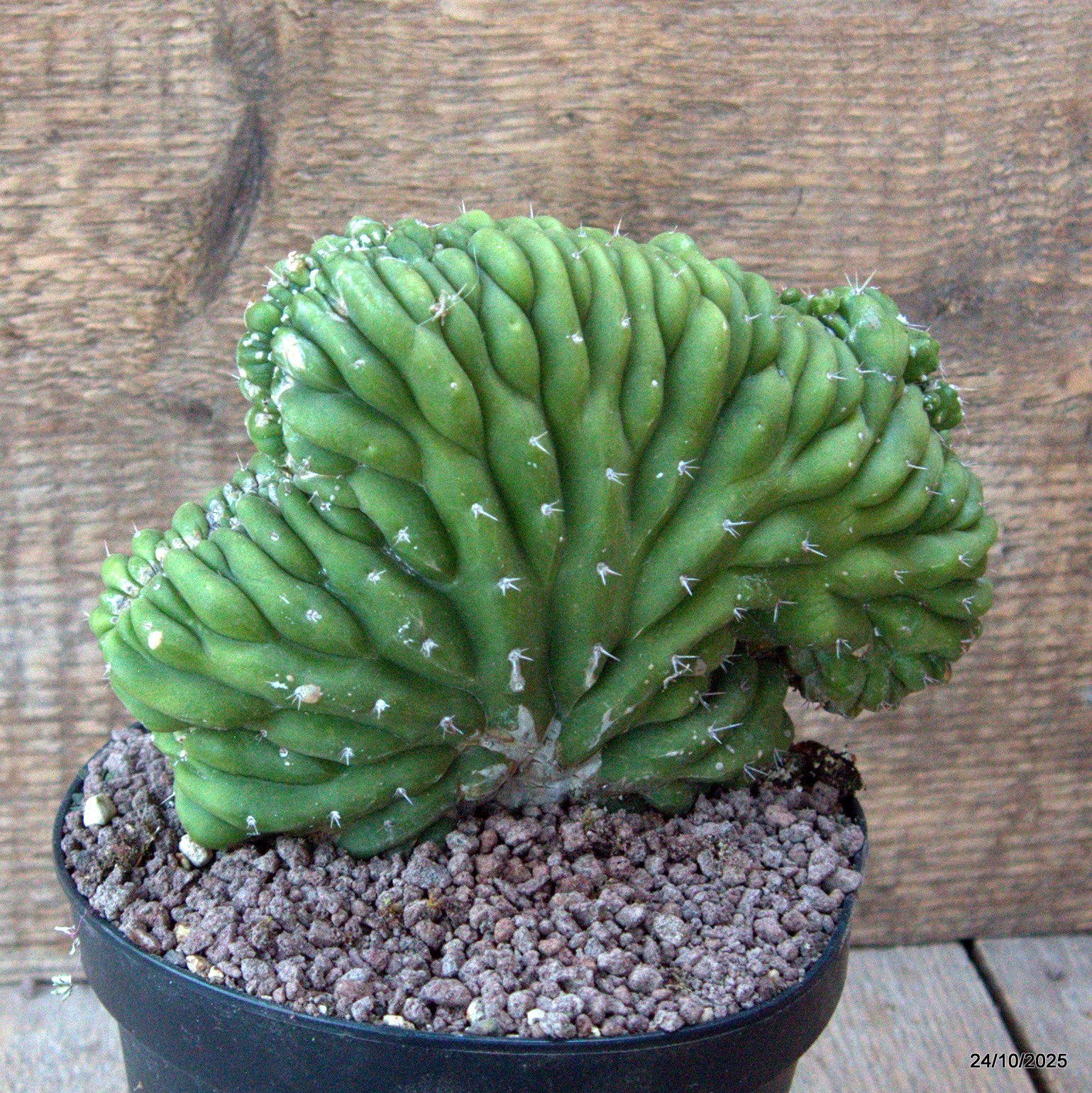 D7177 CEREUS PACHA. CRESTED pot14-H13-W18 cm MaMa Cactus