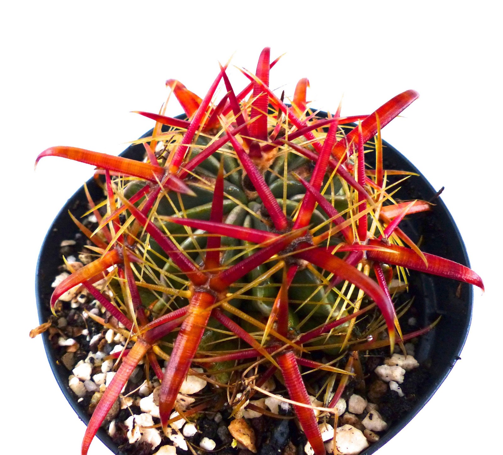 Ferocactus latispinus 10000 SEEDS – Devil’s tongue cactus | Fishhook barrel cact